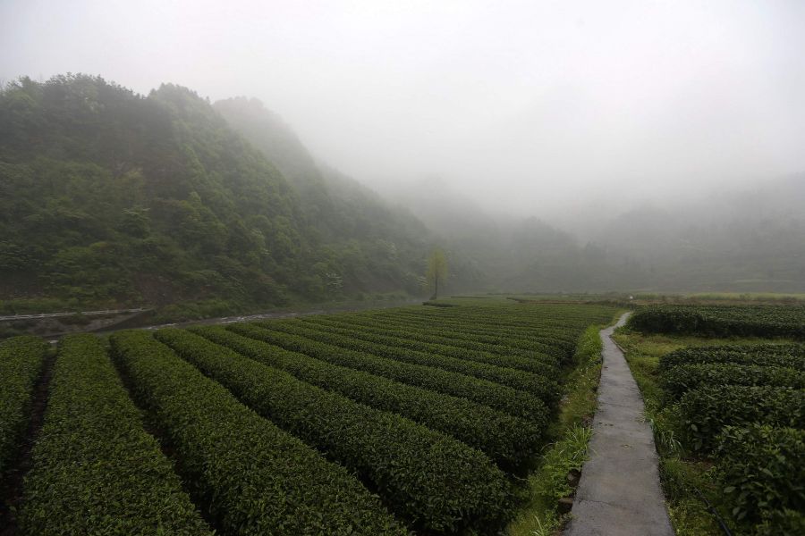 農(nóng)行重慶秀山支行通過(guò)公司、基地、農(nóng)戶支持當(dāng)?shù)剞r(nóng)民走上脫民致富